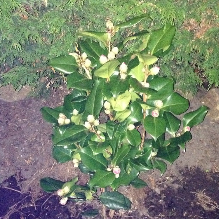 plant image 307397