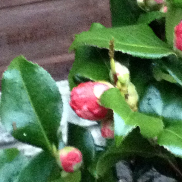 plant image 333288
