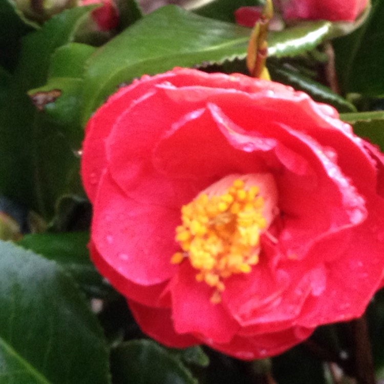 plant image 337371