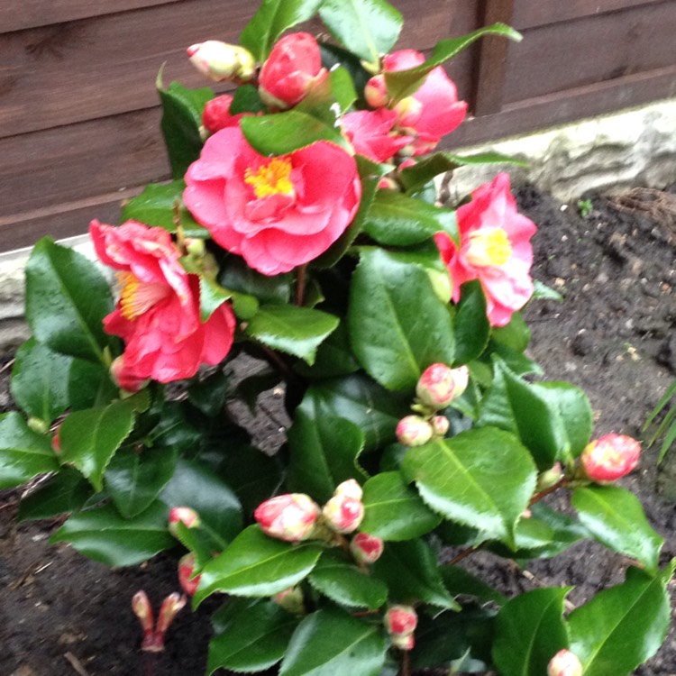 plant image 344311