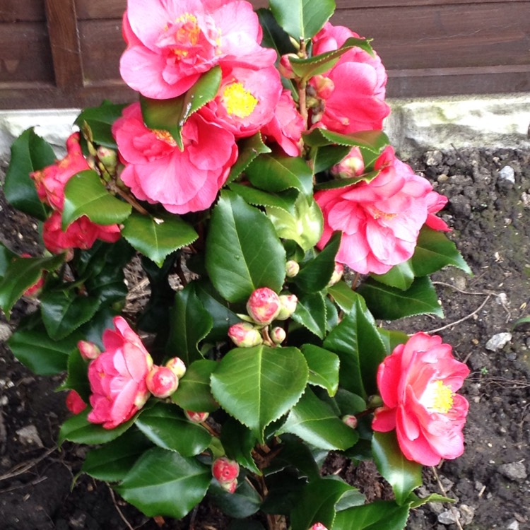 plant image 351303