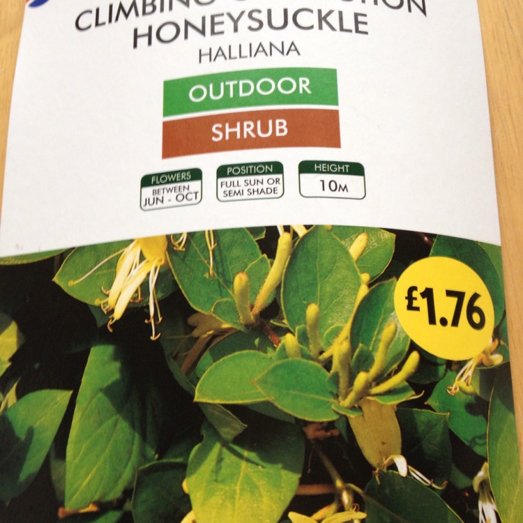 Plant image Lonicera japonica 'Halliana'