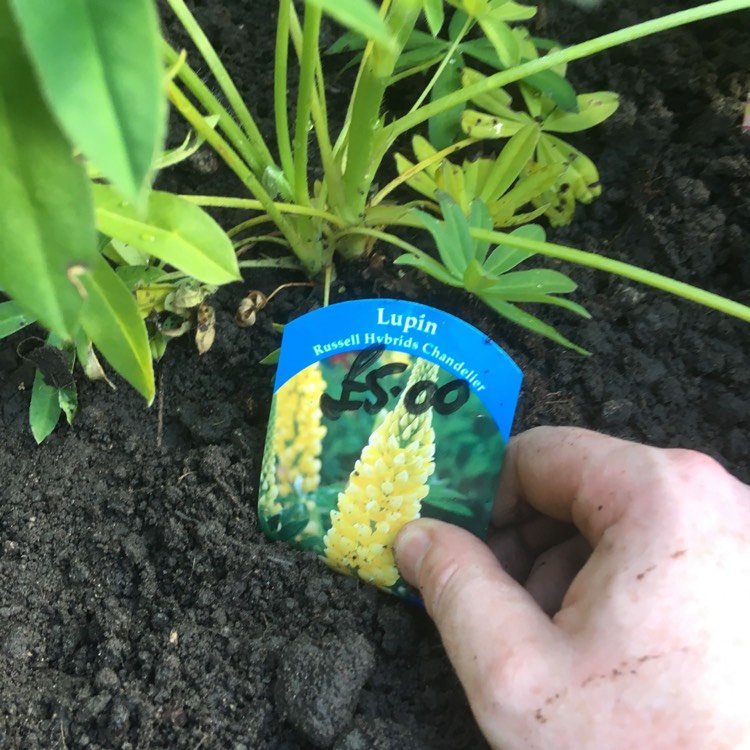 plant image 494232