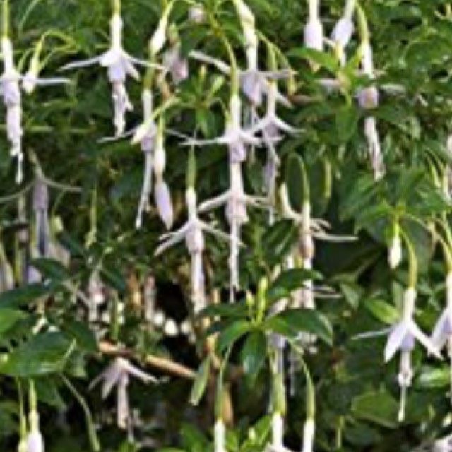 Plant image Fuchsia magellanica  'Molinae'