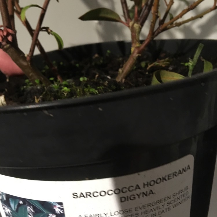 Plant image Sarcococca hookeriana var. digyna 'Purple Stem' syn. Sarcococca hookeriana 'Purple Stem'