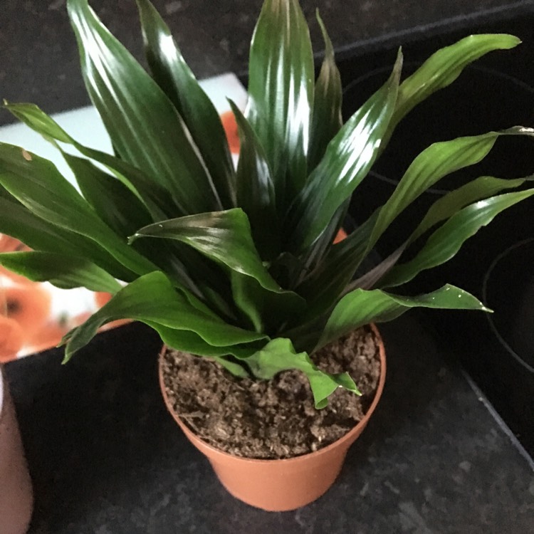 Plant image Dracaena compacta