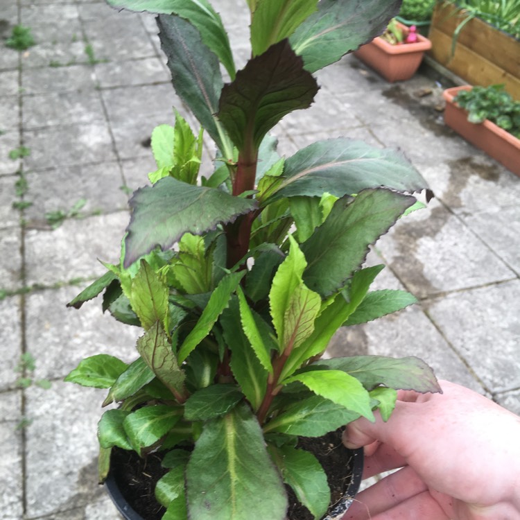 Plant image Lobelia x speciosa 'Fan Scarlet'