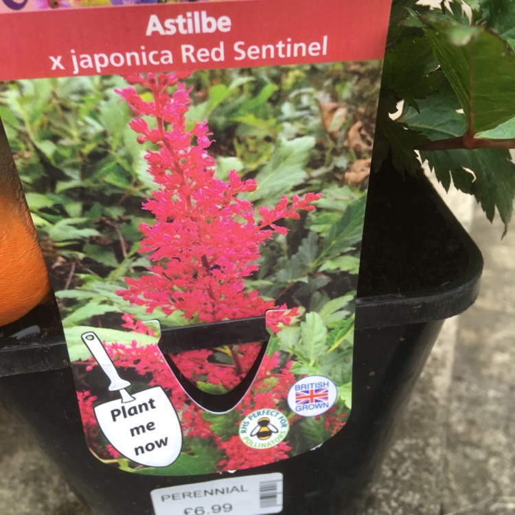 Plant image Astilbe x japonica 'Red Sentinel'