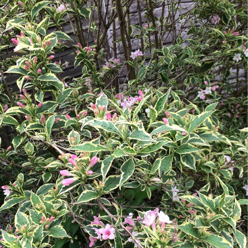 plant image 95507