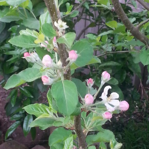 Apple 'Cripps Pink'