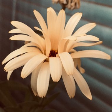 Andrea's garden