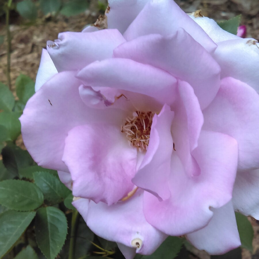 Plant image Rosa 'Blue girl'