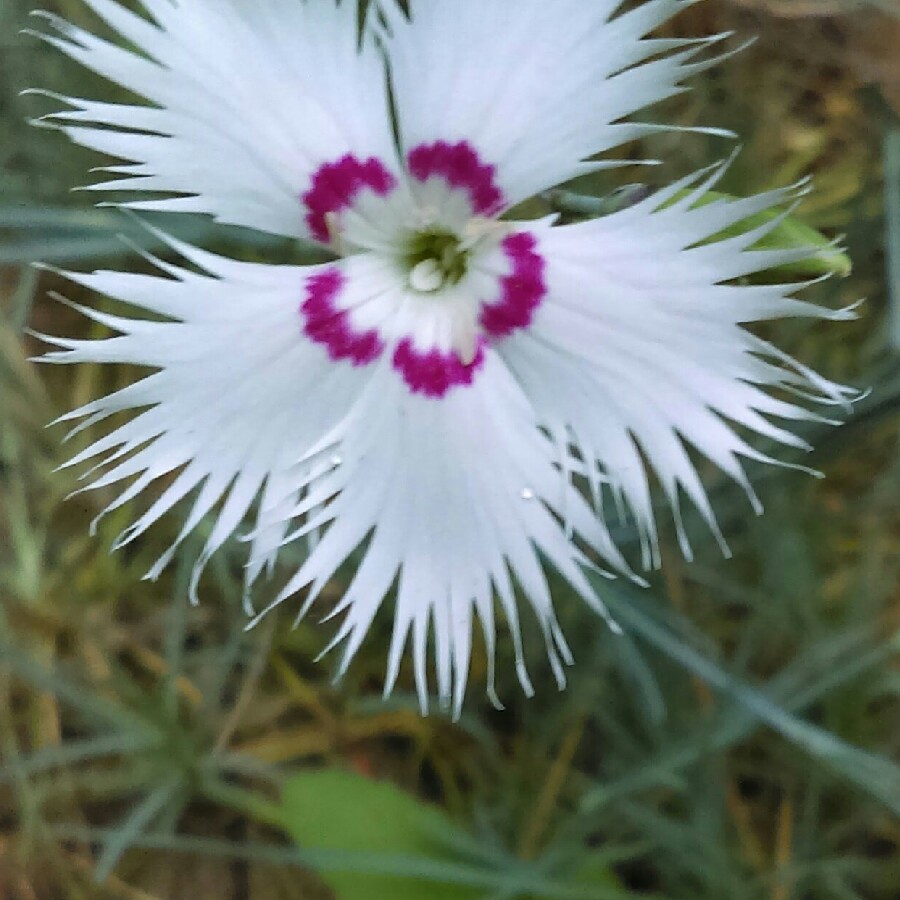 Sweet William