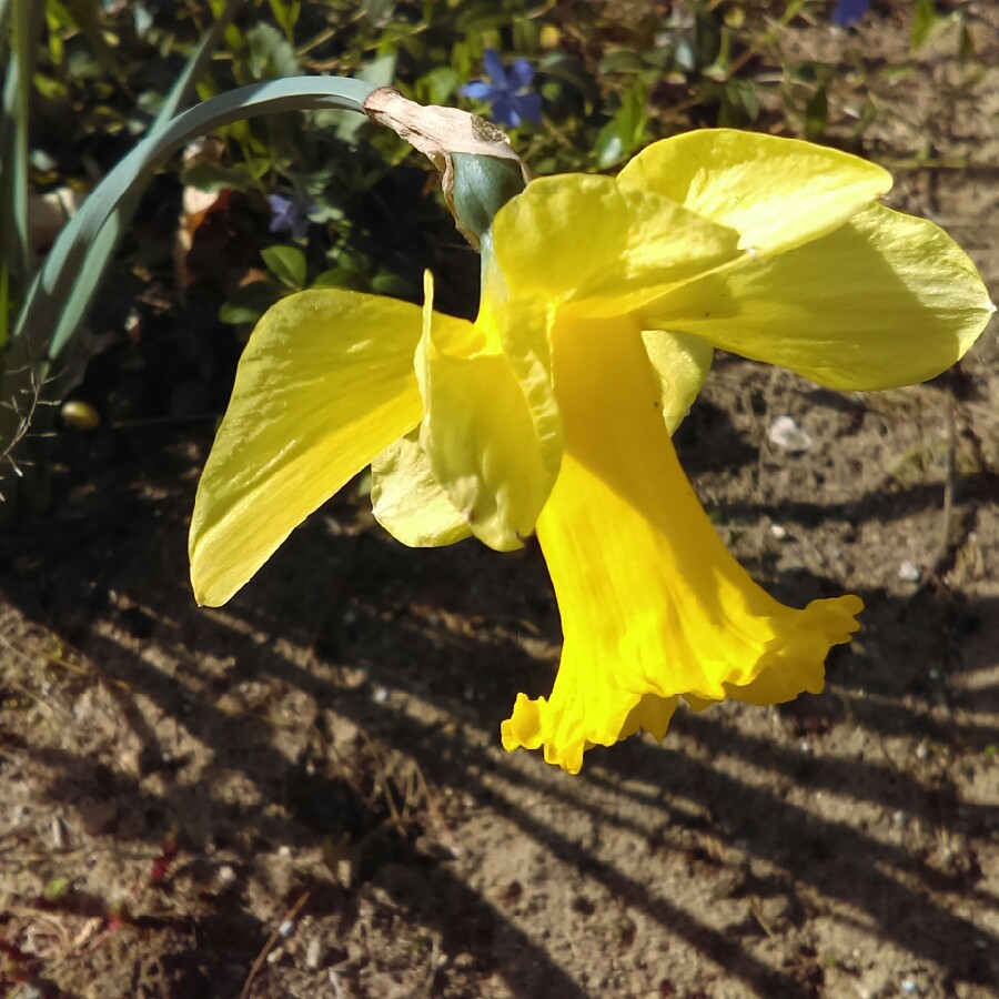 Plant image Narcissus 'Spellbinder' syn. Narcissus 'Spellbound'