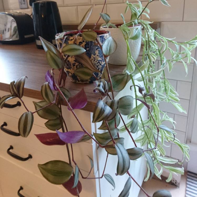Plant image Tradescantia  'Houseplants'