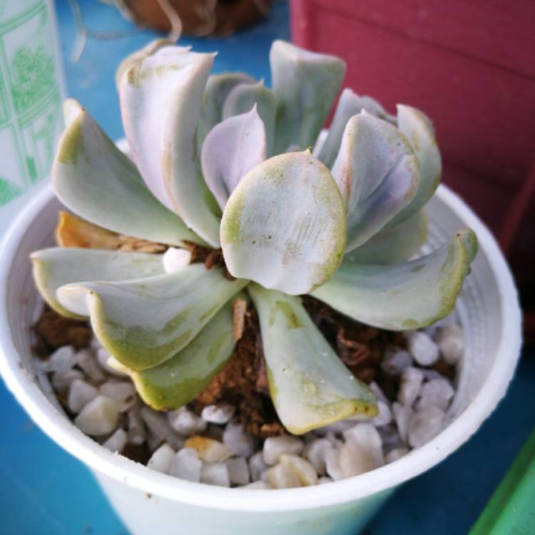 Plant image x Pachyveria Dr Cornelius