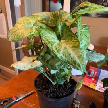 Syngonium podophyllum 'White Butterfly'