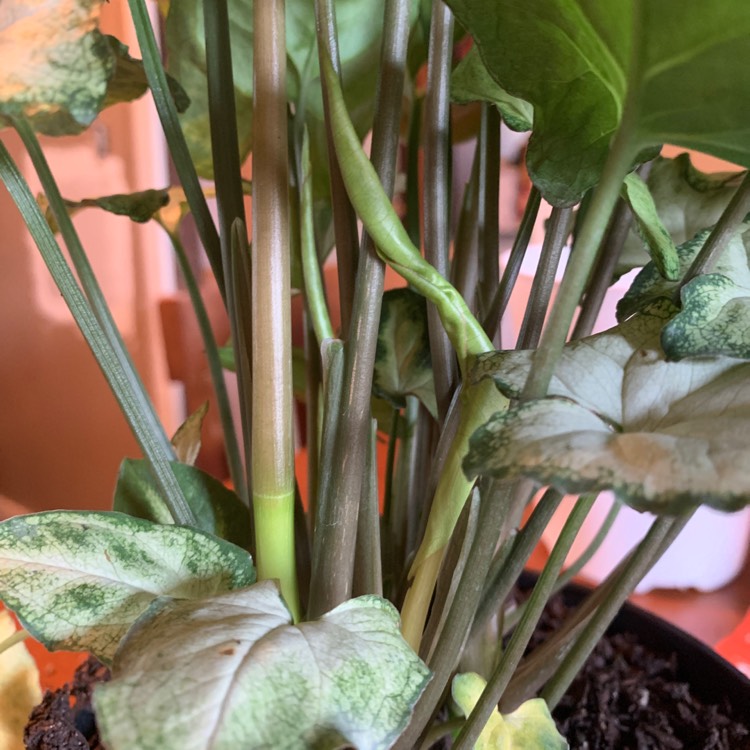 plant image 1467498