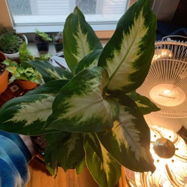 Dieffenbachia