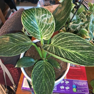 Philodendron Birkin