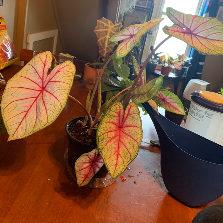 Plant image Caladium 'White Queen'