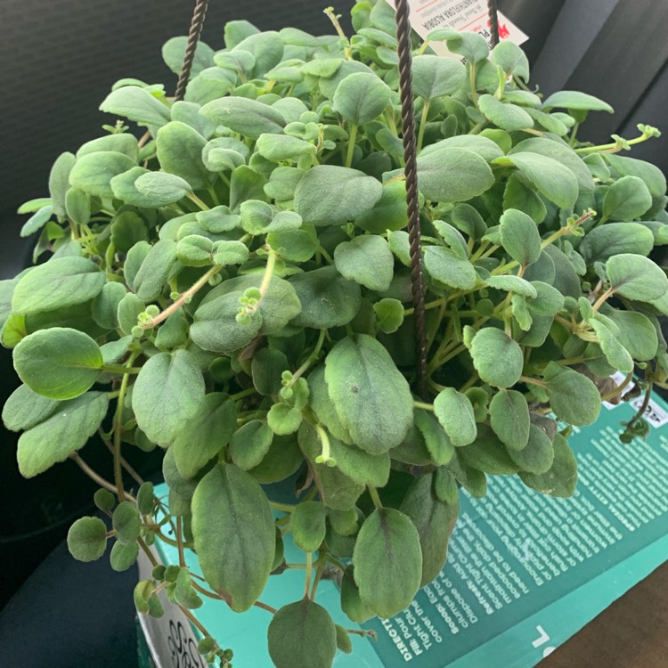 plant image 1501059