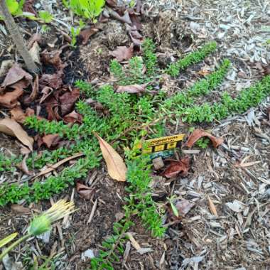 Myoporum Parvifolium