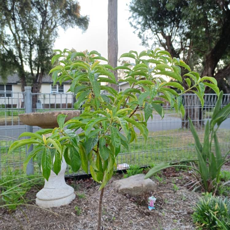 Plant image Hymenosporum flavum