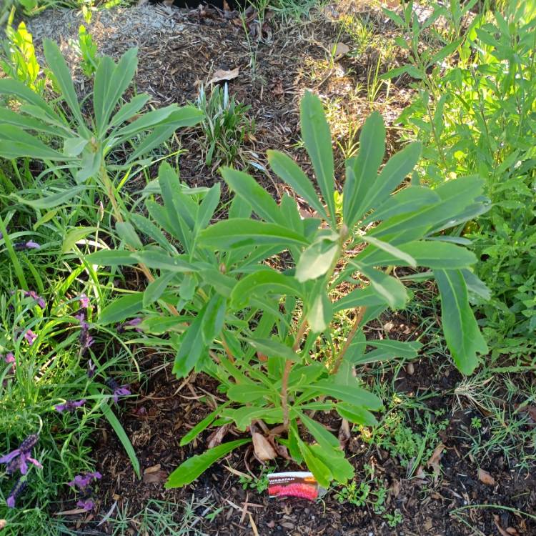 Plant image Telopea speciosissima