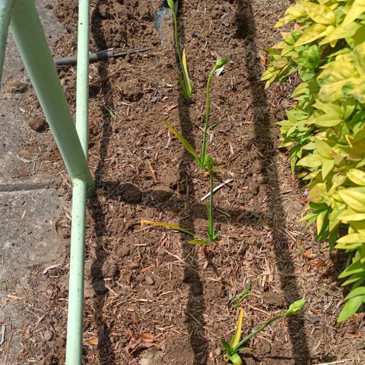 plant image 1539165