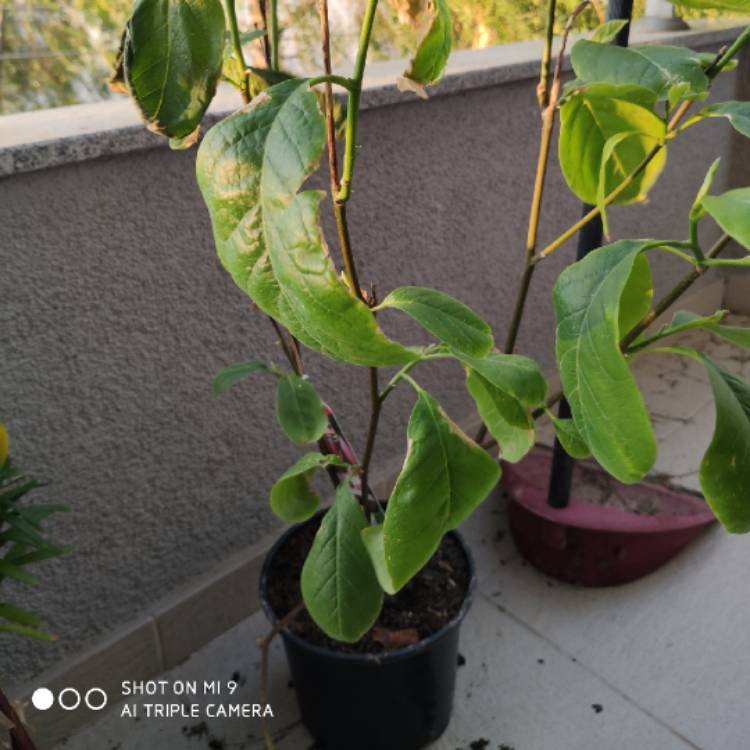 plant image 1289053
