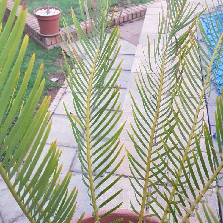 Plant image Encephalartos altensteinii