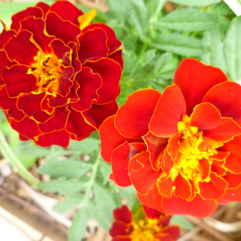 plant image 149447