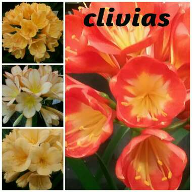 Clivia miniata