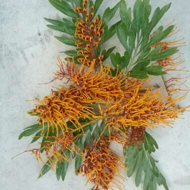 Grevillea robusta