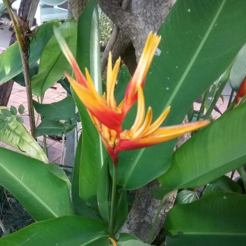 Plant image Heliconia bourgaeana 'Petersen'