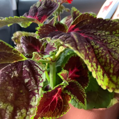 Coleus