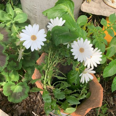 African daisy 'Akila White Purple Eye '