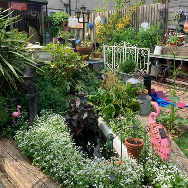 Jo's garden
