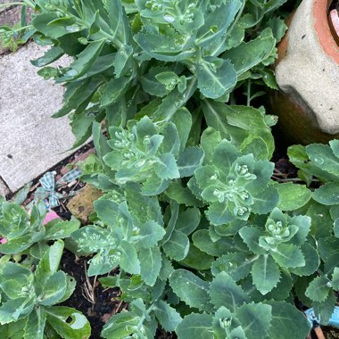 Jo's garden
