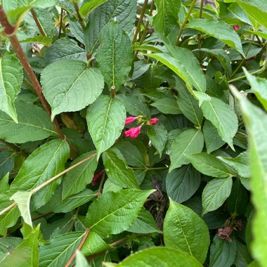 Jo's garden