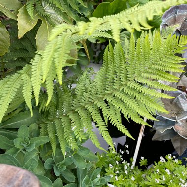 Jo's garden