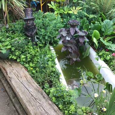 Jo's garden
