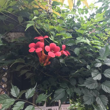Jo's garden