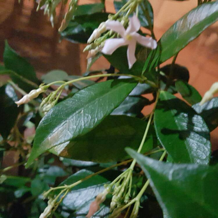 plant image 281438