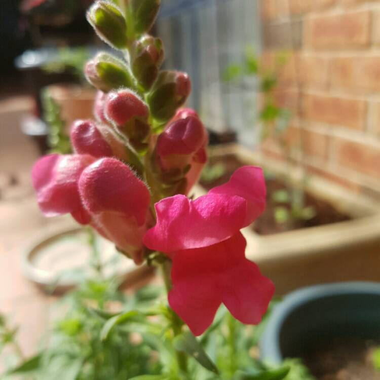 plant image 282965 plant image 282965