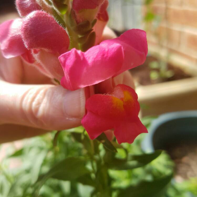 plant image 282966 plant image 282966