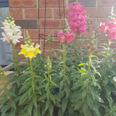 Snapdragon