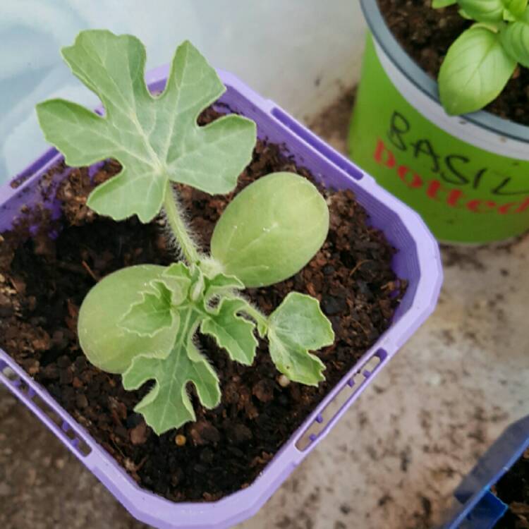 plant image 285383