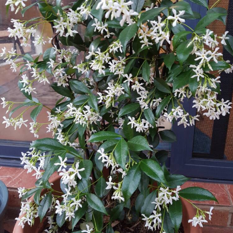 plant image 285386